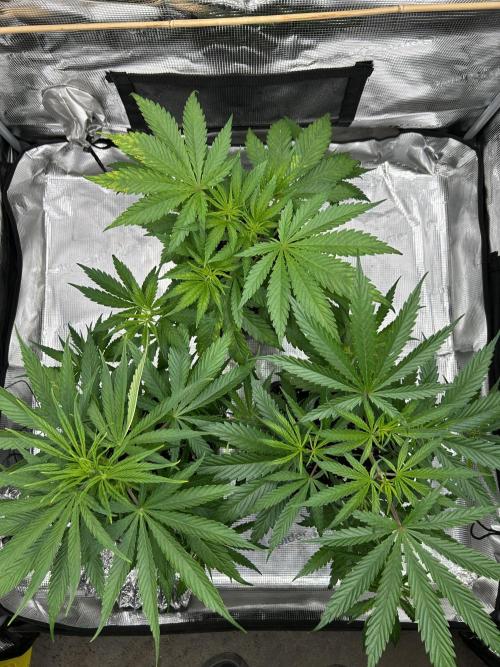 Jack in da Box. Week 5