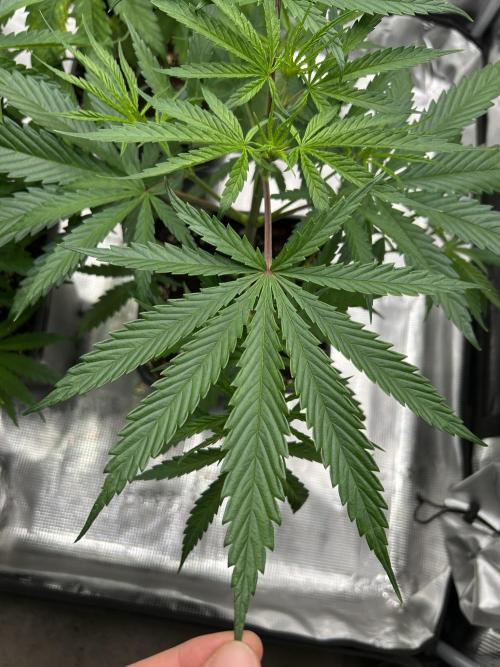 Jack in da Box. Week 5