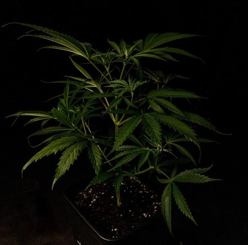 Jack in da Box. Week 5