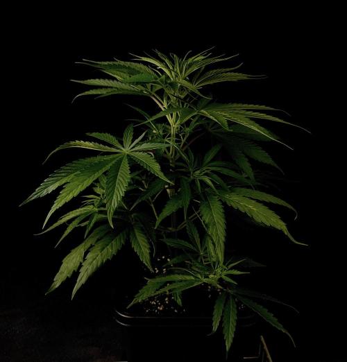 Jack in da Box. Week 5