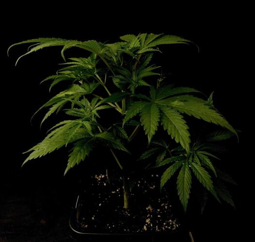 Jack in da Box. Week 5