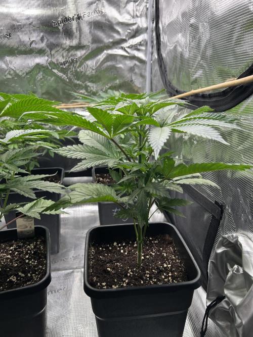 Purple Headies Pheno Hunt. Week 5