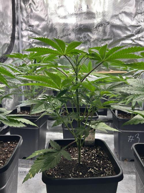 Purple Headies Pheno Hunt. Week 5