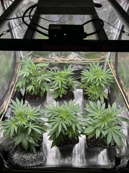 Purple Headies Pheno Hunt. Week 5