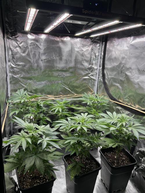 Purple Headies Pheno Hunt. Week 5
