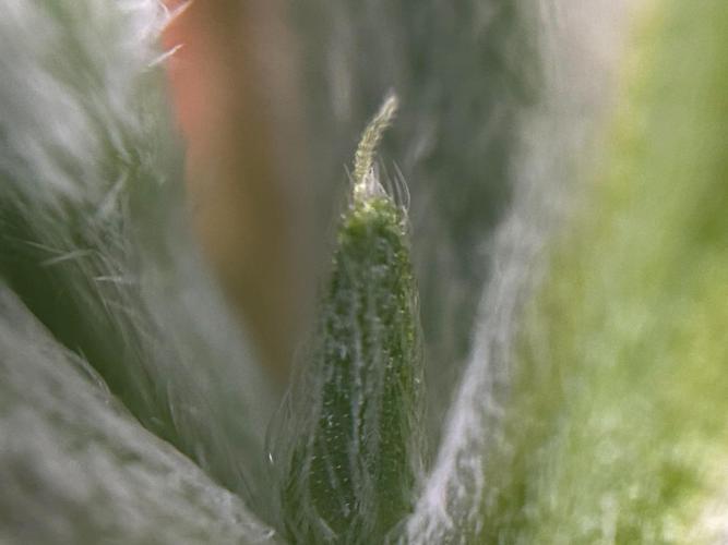 Purple Headies Pheno Hunt. Week 5