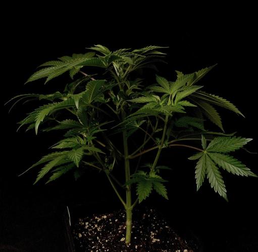Purple Headies Pheno Hunt. Week 5