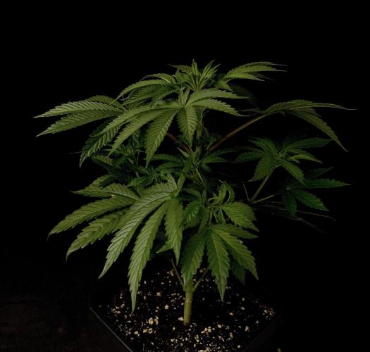 Purple Headies Pheno Hunt. Week 5