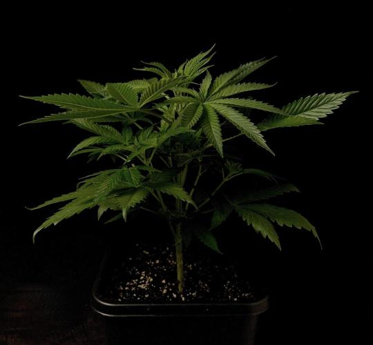 Purple Headies Pheno Hunt. Week 5