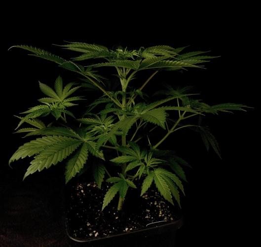 Purple Headies Pheno Hunt. Week 5