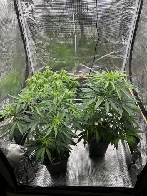 Jack in da Box. Week 6