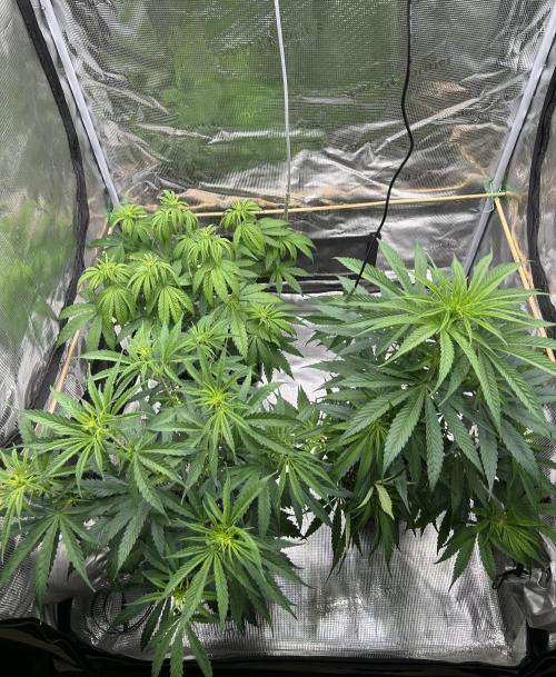 Jack in da Box. Week 6