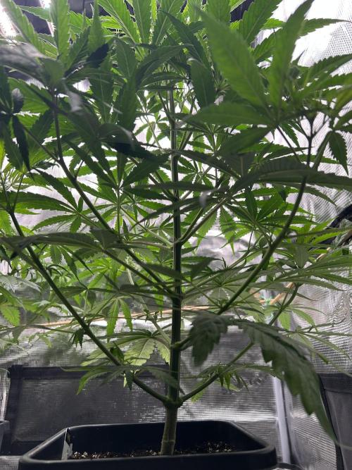 Jack in da Box. Week 6