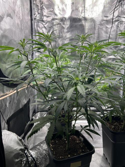 Jack in da Box. Week 6