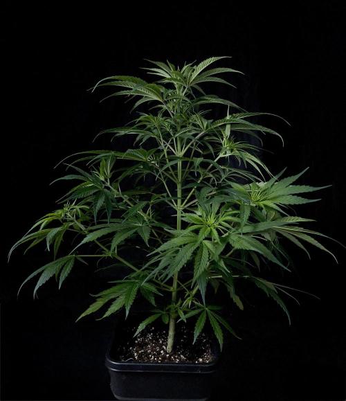 Jack in da Box. Week 6