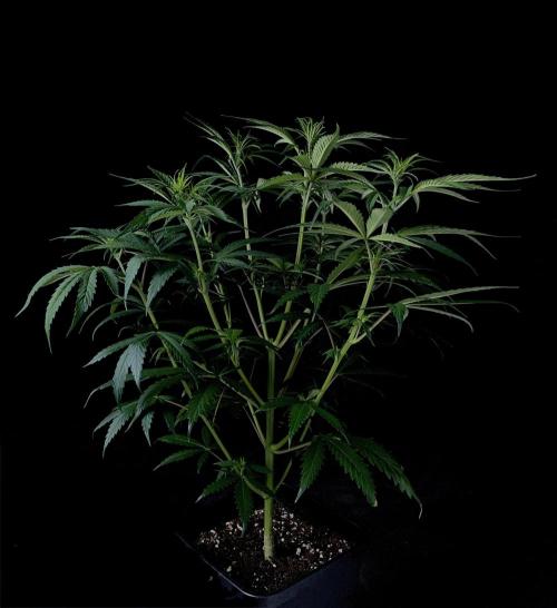 Jack in da Box. Week 6