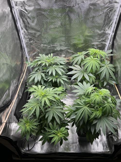 Purple Headies Pheno Hunt. Week 6