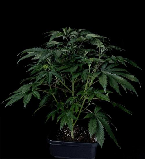 Purple Headies Pheno Hunt. Week 6