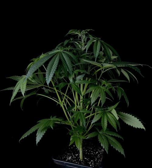 Purple Headies Pheno Hunt. Week 6