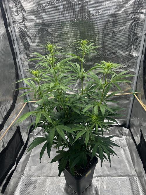Jack in da Box. Week 7