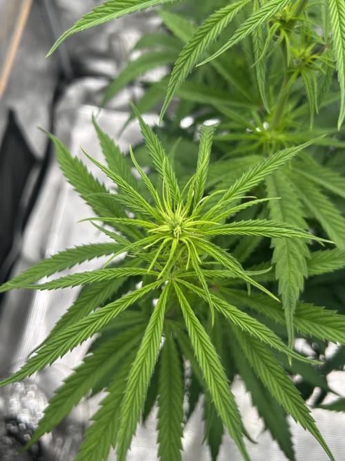 Jack in da Box. Week 7
