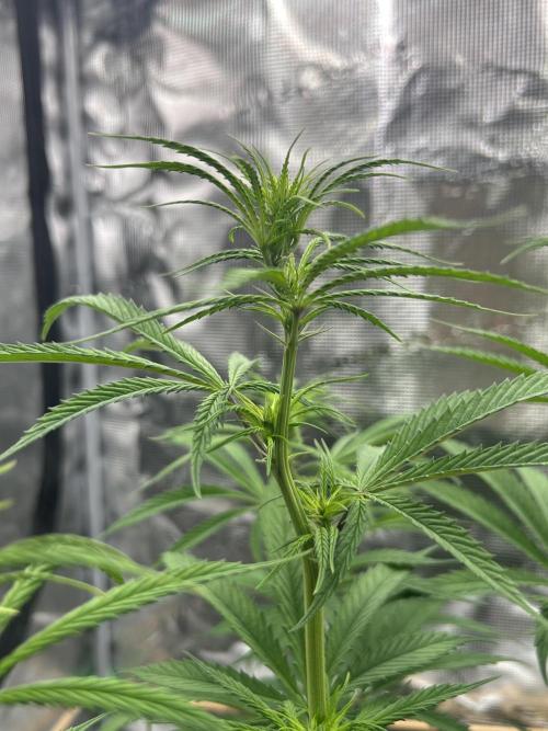 Jack in da Box. Week 7