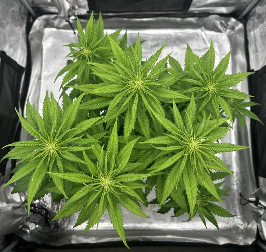 Jack in da Box. Week 7