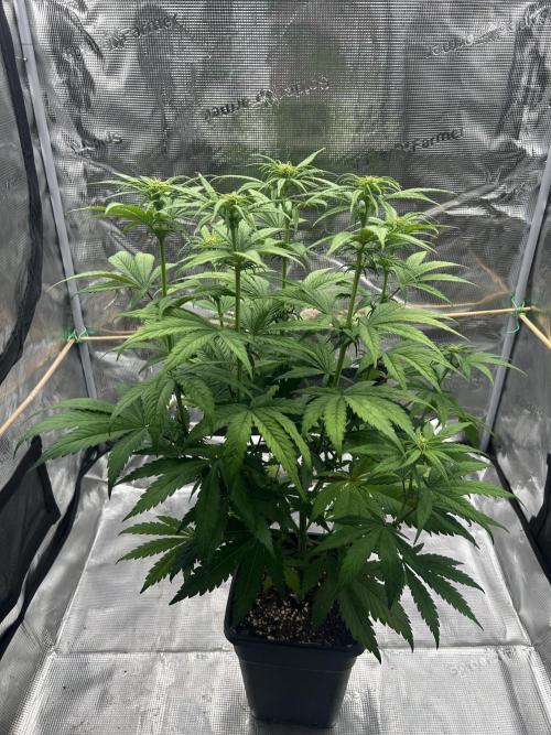 Jack in da Box. Week 7