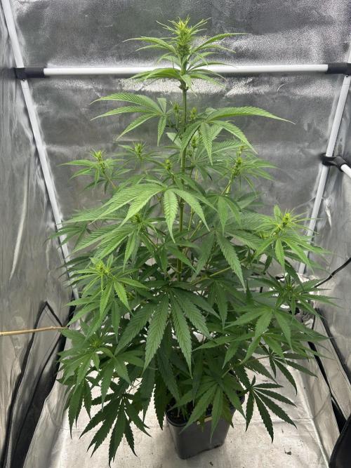 Jack in da Box. Week 7