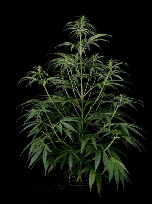 Jack in da Box. Week 7