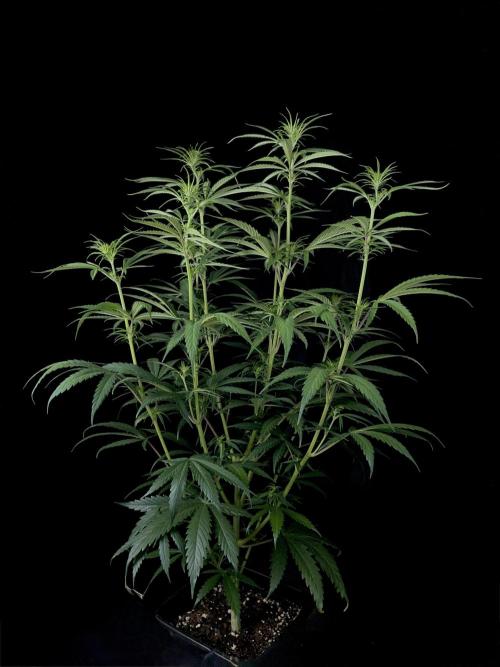 Jack in da Box. Week 7