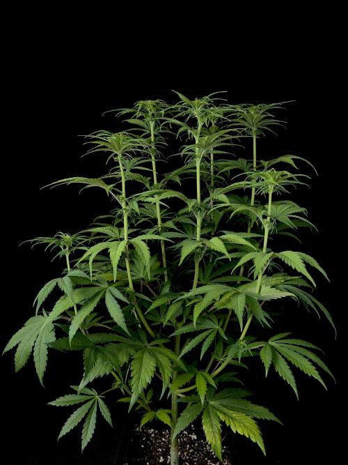 Jack in da Box. Week 7