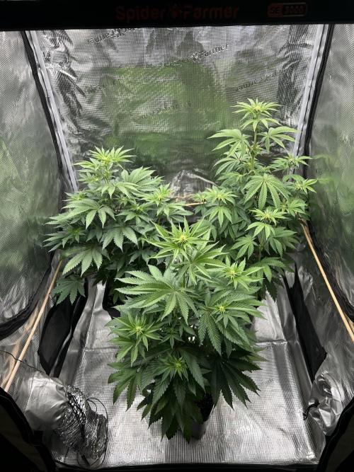 Purple Headies Pheno Hunt. Week 7