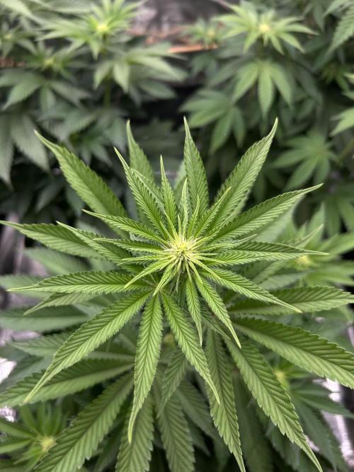 Purple Headies Pheno Hunt. Week 7