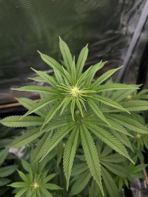 Purple Headies Pheno Hunt. Week 7