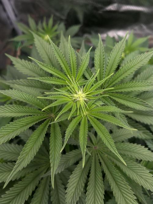 Purple Headies Pheno Hunt. Week 7
