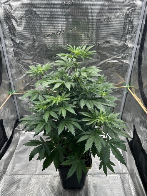 Purple Headies Pheno Hunt. Week 7
