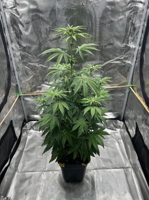 Purple Headies Pheno Hunt. Week 7