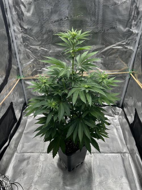 Purple Headies Pheno Hunt. Week 7