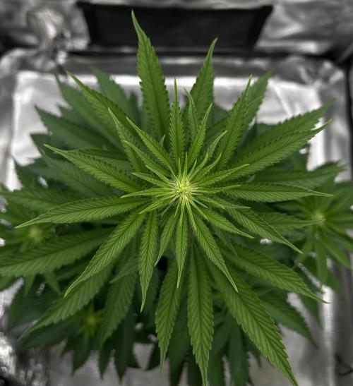 Purple Headies Pheno Hunt. Week 7