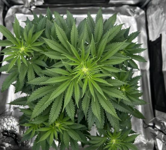Purple Headies Pheno Hunt. Week 7