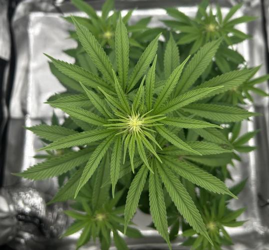 Purple Headies Pheno Hunt. Week 7