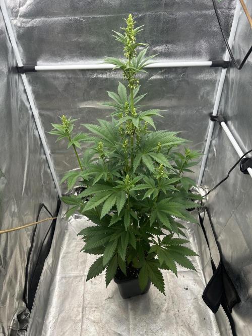 Purple Headies Pheno Hunt. Week 7