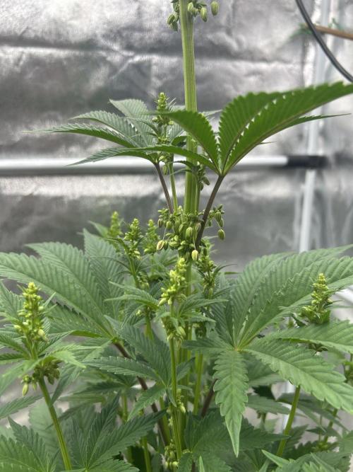 Purple Headies Pheno Hunt. Week 7