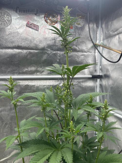 Purple Headies Pheno Hunt. Week 7
