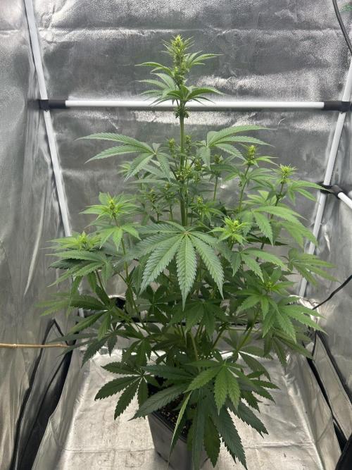Purple Headies Pheno Hunt. Week 7