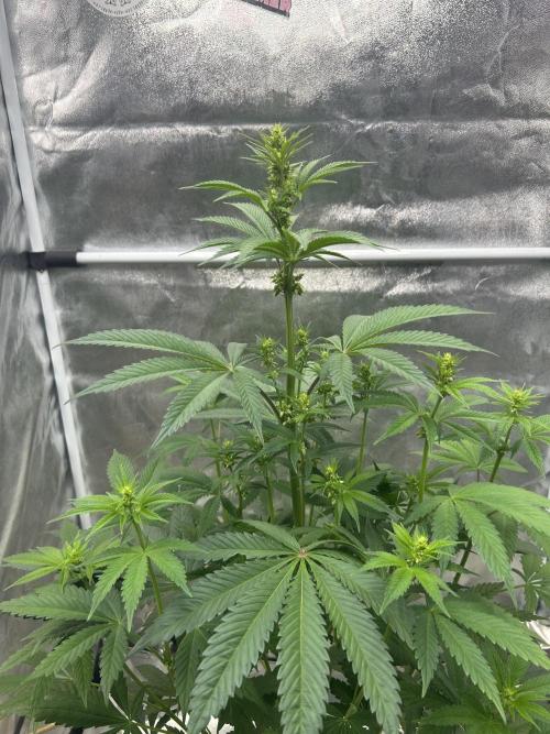 Purple Headies Pheno Hunt. Week 7