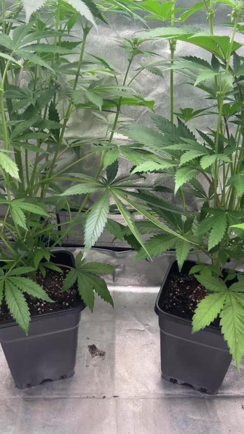 Purple Headies Pheno Hunt