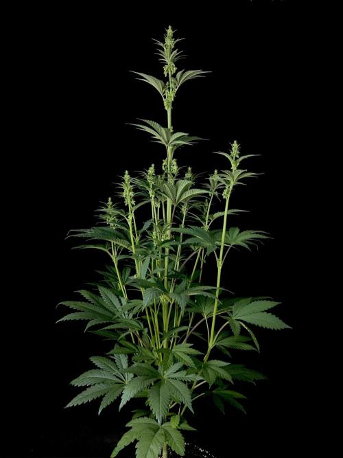 Purple Headies Pheno Hunt. Week 7