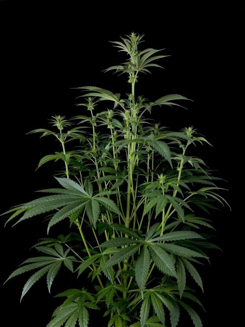 Purple Headies Pheno Hunt. Week 7